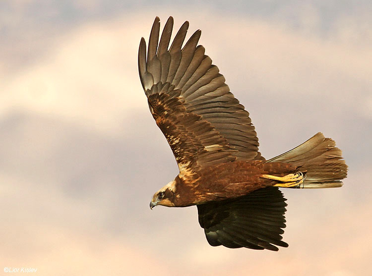 Marsh Harrier  Circus aeruginosus   ,Neve Eitan ,Beit Shean valley ,23-11-10 Lior Kislev